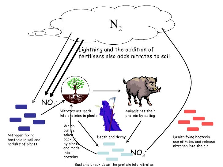 Nitrogen Cycle
