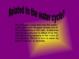 The nitrogen cycle ties into the water cycle when the nitrogen comes out of the atmosphere in the rain.  It absorbs into the ground and is taken in by the nitrogen fixing bacteria in the roots of the legumes. Which in turn is eaten by either humans, or animals. Related to the water cycle? 