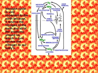 Nitrogen cycle is very important to the earth because, it returns the nitrogen to the earth and all of the creatures around us, which in turn returns the nitrogen to our body's.  