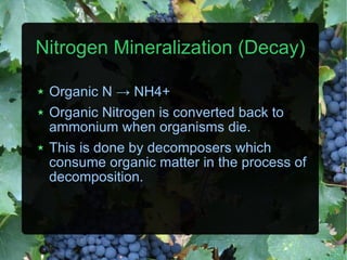 Nitrogen Mineralization (Decay) Organic N   -> NH4+ Organic Nitrogen is converted back to ammonium when organisms die. This is done by decomposers which consume organic matter in the process of decomposition. 