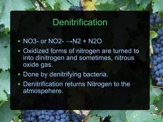Denitrification NO3- or NO2-  ->N2 + N2O Oxidized forms of nitrogen are turned to into dinitrogen and sometimes, nitrous oxide gas. Done by denitrifying bacteria. Denitrification returns Nitrogen to the atmospehere. 