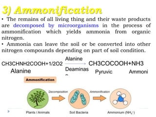 3) Ammonification
• The remains of all living thing and their waste products
are decomposed by microorganisms in the process of
ammonification which yields ammonia from organic
nitrogen.
• Ammonia can leave the soil or be converted into other
nitrogen compounds depending on part of soil condition.
CH3CHNH2COOH+1/2O2 CH3COCOOH+NH3
Alanine
Deaminas
e
Alanine Pyruvic
acid
Ammoni
a
 