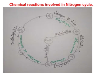 Chemical reactions involved in Nitrogen cycle.
 