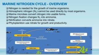 Nitrogen Cycle and Its Role in Ecosystem Function | PDF
