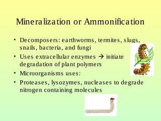 Mineralization or Ammonification
• Decomposers: earthworms, termites, slugs,
snails, bacteria, and fungi
• Uses extracellular enzymes  initiate
degradation of plant polymers
• Microorganisms uses:
• Proteases, lysozymes, nucleases to degrade
nitrogen containing molecules
 