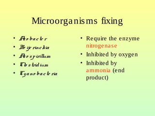 Microorganisms fixing
• Azo bacte r
• Be ije rinckia
• Azo spirillum
• Clo stridium
• Cyano bacte ria
• Require the enzyme
nitrogenase
• Inhibited by oxygen
• Inhibited by
ammonia (end
product)
 