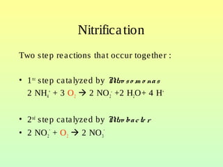 Nitrification
Two step reactions that occur together :
• 1rst
step catalyzed by Nitro so m o nas
2 NH4
+
+ 3 O2  2 NO2
-
+2 H2O+ 4 H+
• 2nd
step catalyzed by Nitro bacte r
• 2 NO2
-
+ O2  2 NO3
-
 