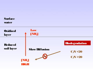 Surface
water
Oxidized
layer
Reduced
soil layer
[NH4]
HIGH
Low
[NH4]
Slow Diffusion
Biodegradation
C/N <20
C/N >20
 