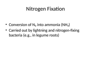 Nitrogen Fixation
• Conversion of N₂ into ammonia (NH₃)
• Carried out by lightning and nitrogen-fixing
bacteria (e.g., in legume roots)
 