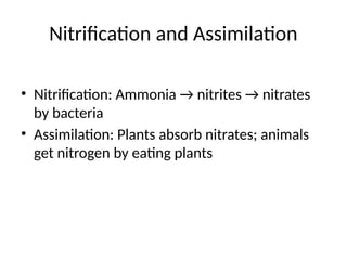 Nitrification and Assimilation
• Nitrification: Ammonia → nitrites → nitrates
by bacteria
• Assimilation: Plants absorb nitrates; animals
get nitrogen by eating plants
 