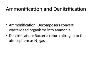 Ammonification and Denitrification
• Ammonification: Decomposers convert
waste/dead organisms into ammonia
• Denitrification: Bacteria return nitrogen to the
atmosphere as N₂ gas
 
