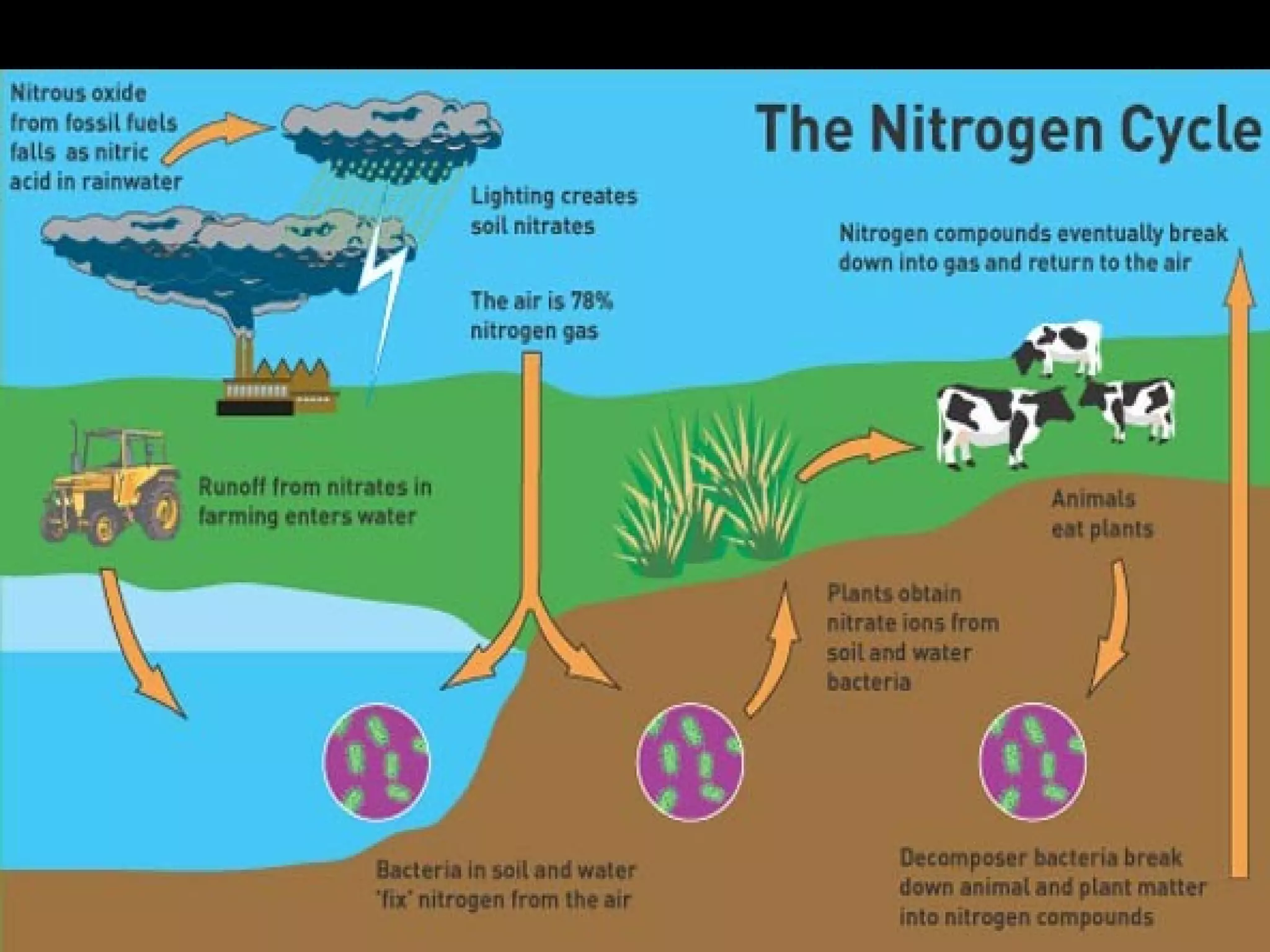Nitrogen cycle Cambridge IGCSE Biology | PPT