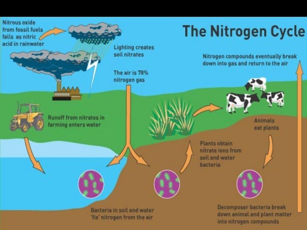 Nitrogen cycle Cambridge IGCSE Biology