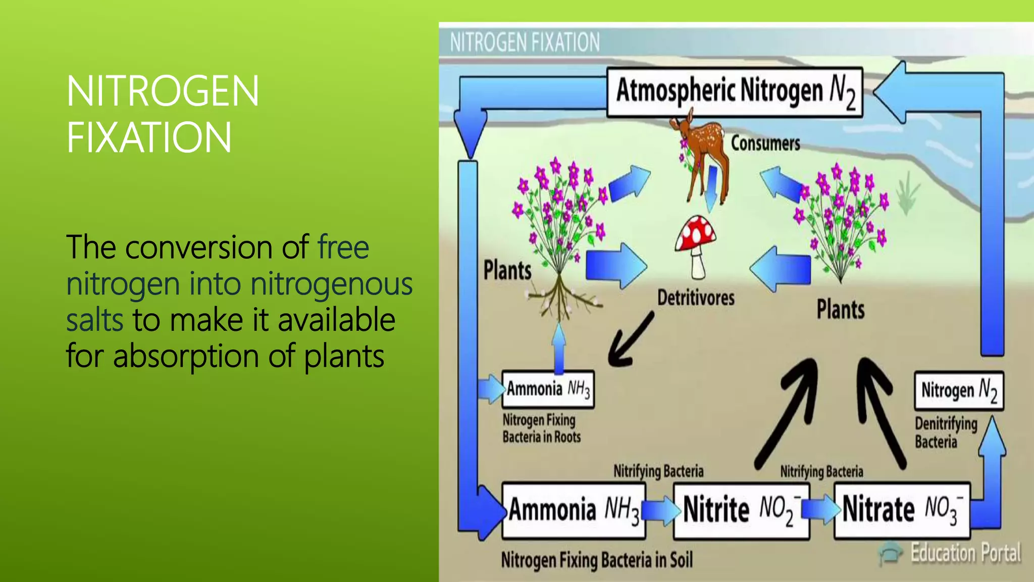 Nitrogen Fixation Is Done By – Nitrogen Fixation Examples – YJPJ