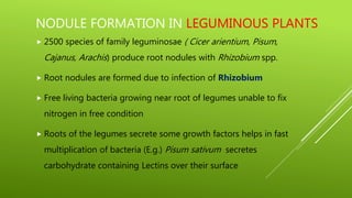 NODULE FORMATION IN LEGUMINOUS PLANTS
 2500 species of family leguminosae ( Cicer arientium, Pisum,
Cajanus, Arachis) produce root nodules with Rhizobium spp.
 Root nodules are formed due to infection of Rhizobium
 Free living bacteria growing near root of legumes unable to fix
nitrogen in free condition
 Roots of the legumes secrete some growth factors helps in fast
multiplication of bacteria (E.g.) Pisum sativum secretes
carbohydrate containing Lectins over their surface
 