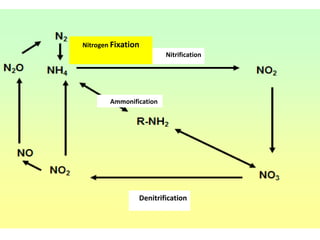 Biological Nitrogen fixation In legumes pptx | PPTX