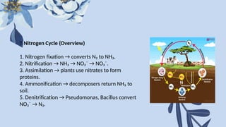 Nitrogen fixation-types of nitrogen fixation.pptx
