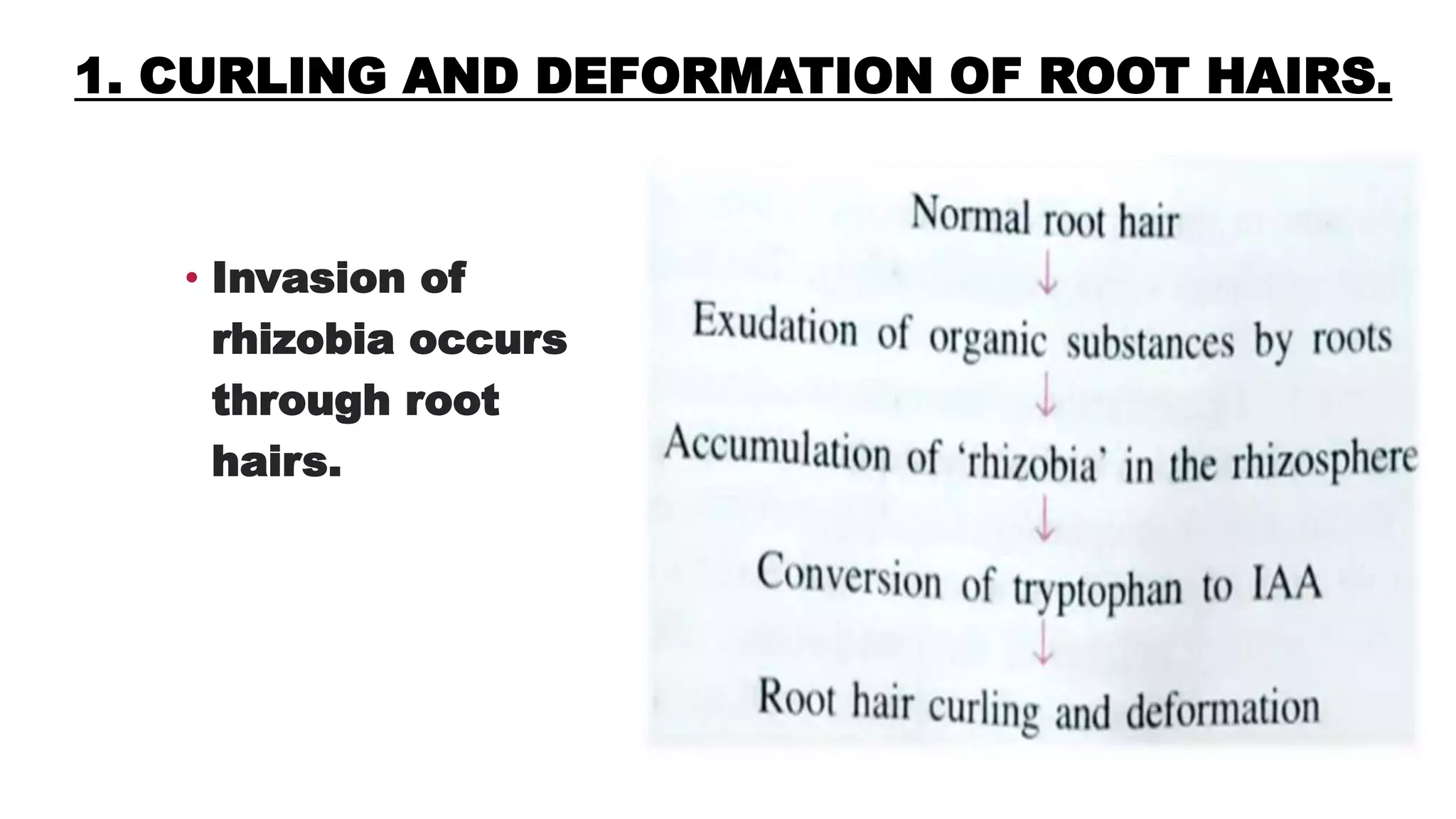 1. CURLING AND DEFORMATION OF ROOT HAIRS.
• Invasion of
rhizobia occurs
through root
hairs.
 