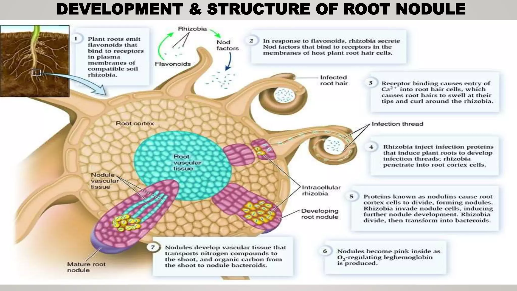 DEVELOPMENT & STRUCTURE OF ROOT NODULE
 