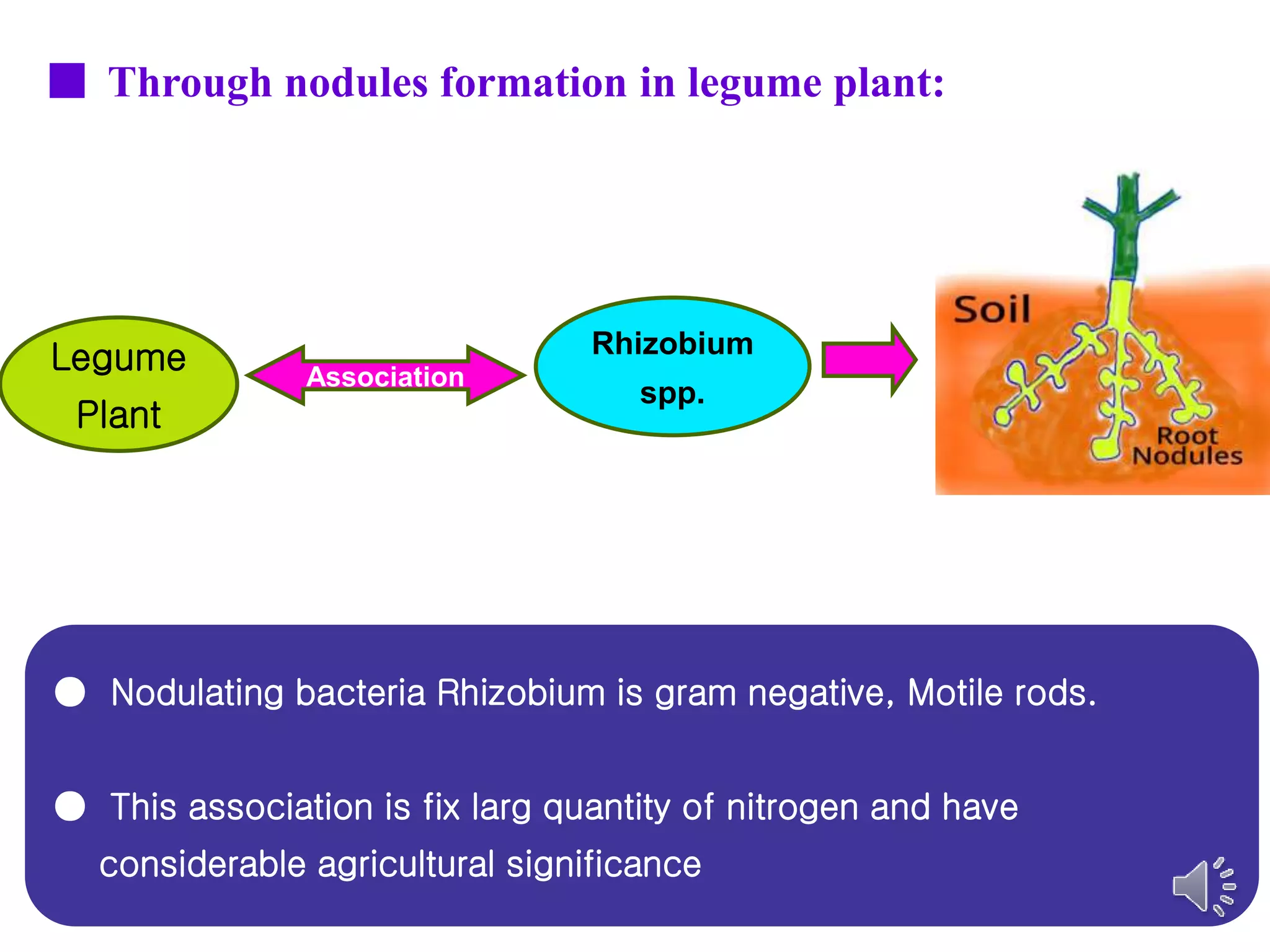 Biological Nitrogen fixation | PPT