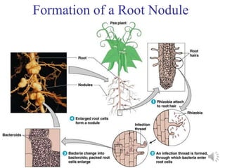 Biological Nitrogen fixation | PPT