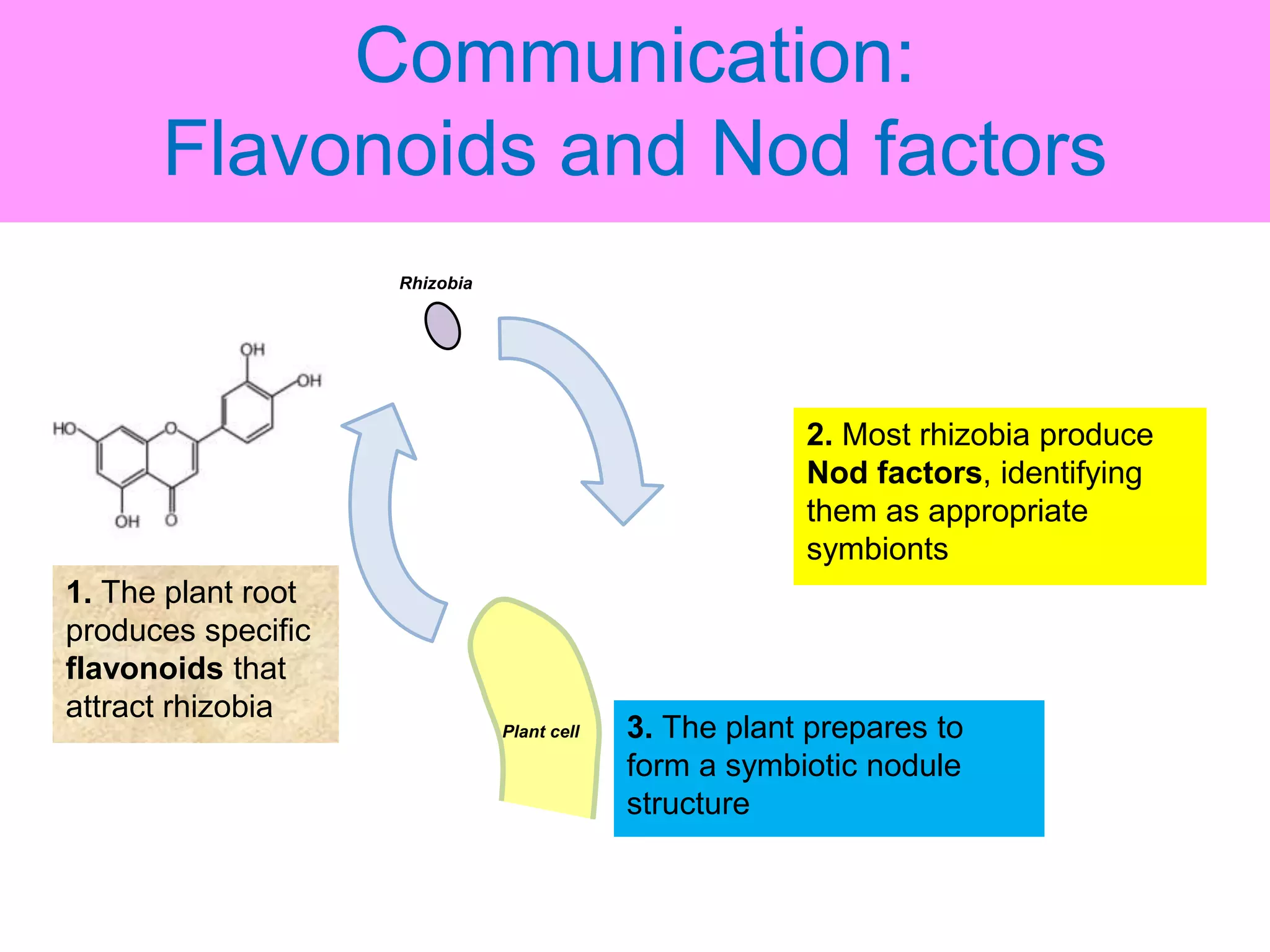 Nitrogen fixation in legumes and cereal crops | PPTX