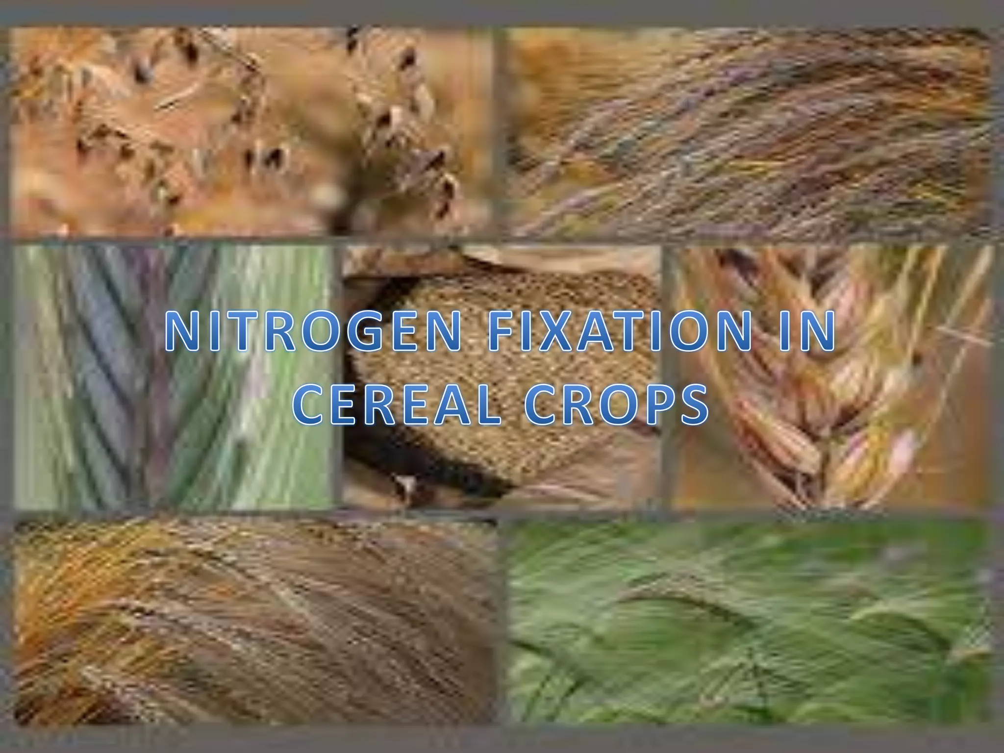 Nitrogen Fixation In Legumes And Cereal Crops PPTX nitrogen-fixation-in-legumes-and-cereal-crops-pptx