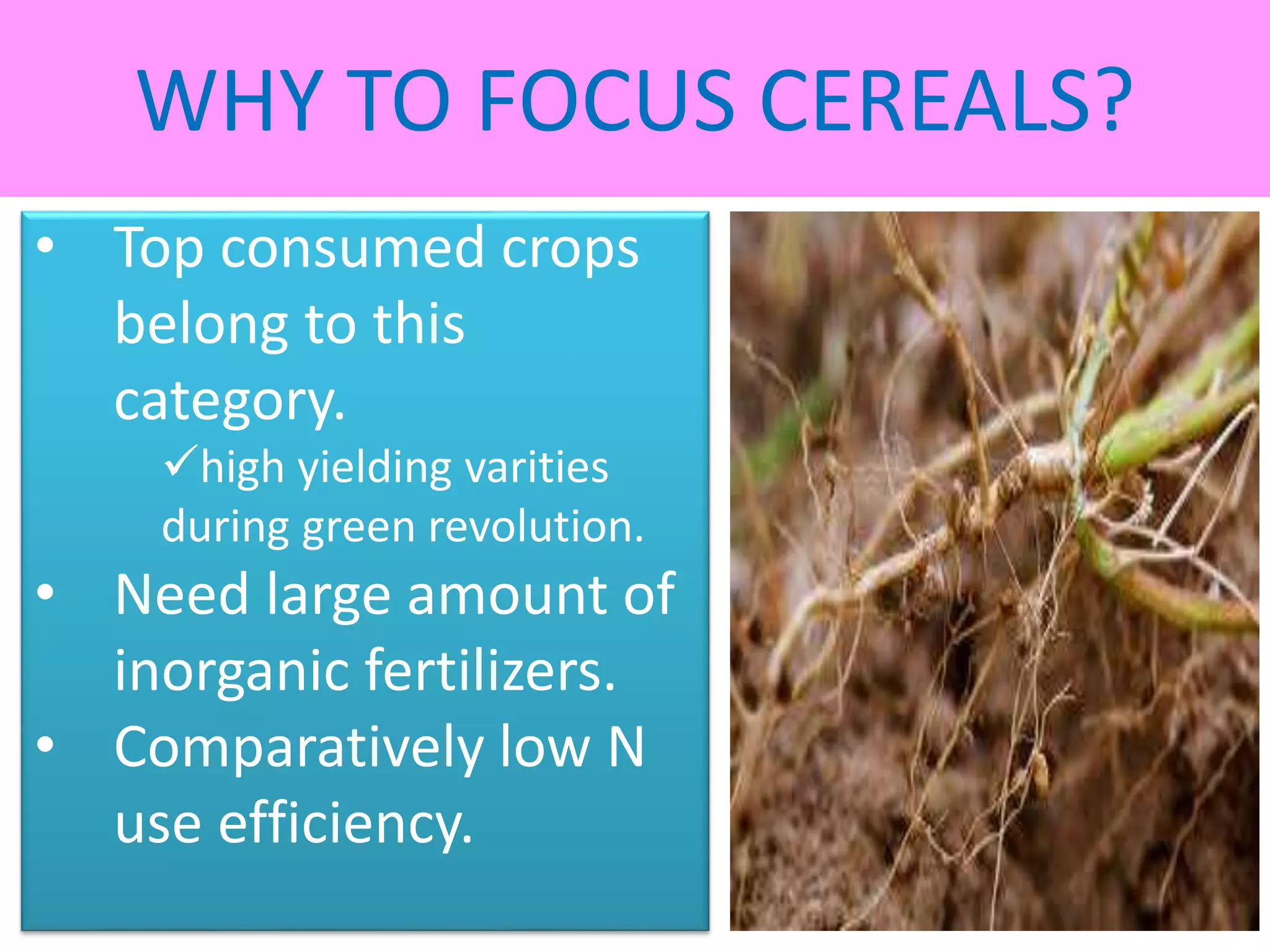 Nitrogen fixation in legumes and cereal crops | PPTX