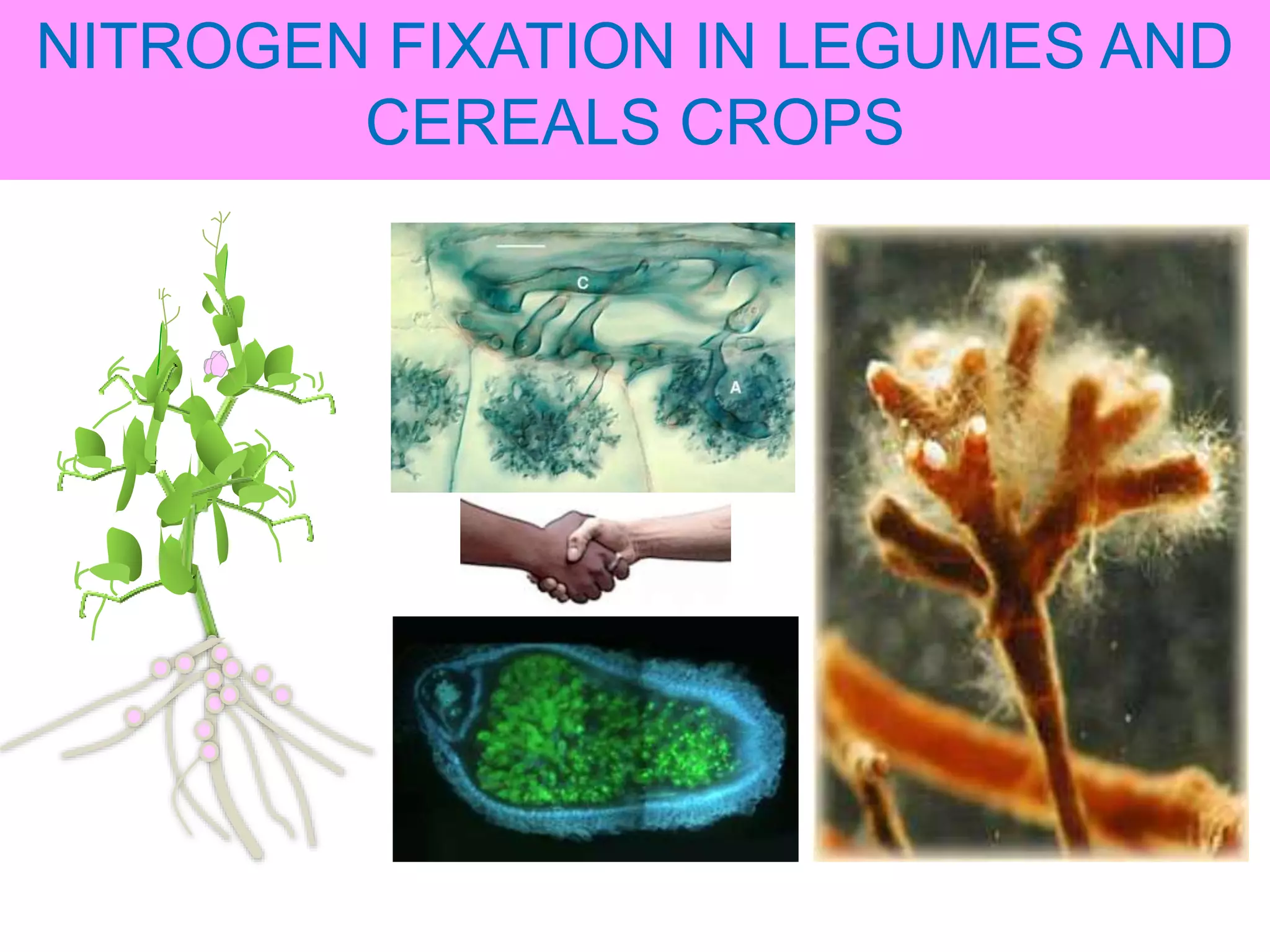 Nitrogen Fixation In Legumes And Cereal Crops PPTX nitrogen-fixation-in-legumes-and-cereal-crops-pptx