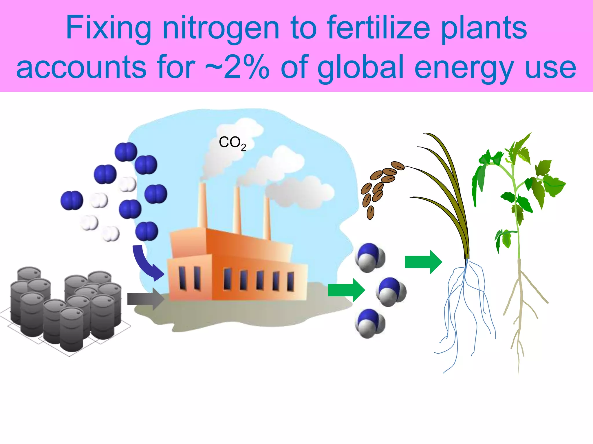 Nitrogen fixation in legumes and cereal crops | PPTX