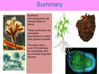 Nitrogen fixation in legumes and cereal crops | PPTX