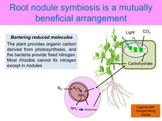 Nitrogen fixation in legumes and cereal crops | PPTX