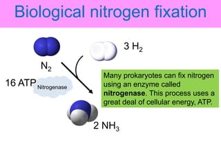 Nitrogen fixation in legumes and cereal crops | PPTX