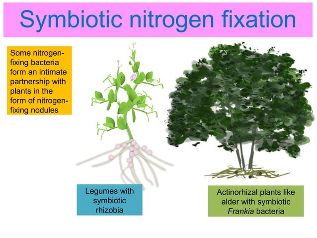 Nitrogen fixation in legumes and cereal crops | PPTX | Gardening | Home ...