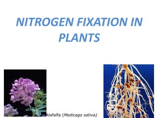 NITROGEN FIXATION IN
PLANTS
Alafalfa (Medicago sativa)
 