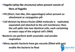 • Flagella (whip-like structures) when present consist of
      fibris of flagellin
• Pili (Short, hair-like, thin appendages) when present as
        attachment or conjugation pili
• Cell division by binary fission (DNA molecule is replicated,
       separated and attached to the cell membrane; then
       the cell splits into two identical cells, each containing
       an exact copy of the original cell's DNA)
•Bacteria can perform both anaerobic and aerobic
      respiration
• Many aquatic bacteria have gas vacuole (filled with gas)
      enable the bacteria to float
 