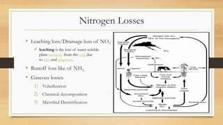 Nitrogen Losses
• Leaching loss/Drainage loss of NO3
-
 leaching is the loss of water-soluble
plant nutrients from the soil, due
to rain and irrigation.
• Runoff loss like of NH3.
• Gaseous losses
1) Volatilization
2) Chemical decomposition
3) Microbial Denitrification
 