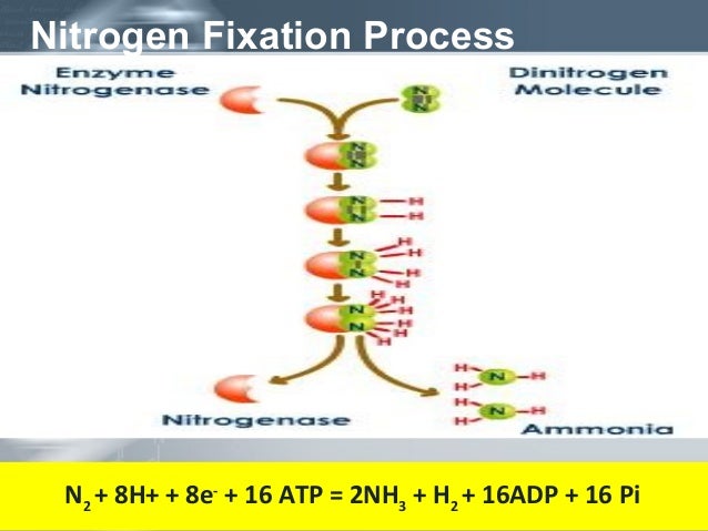 chemical equation for photosynthesis chemical equation for photosynthesis