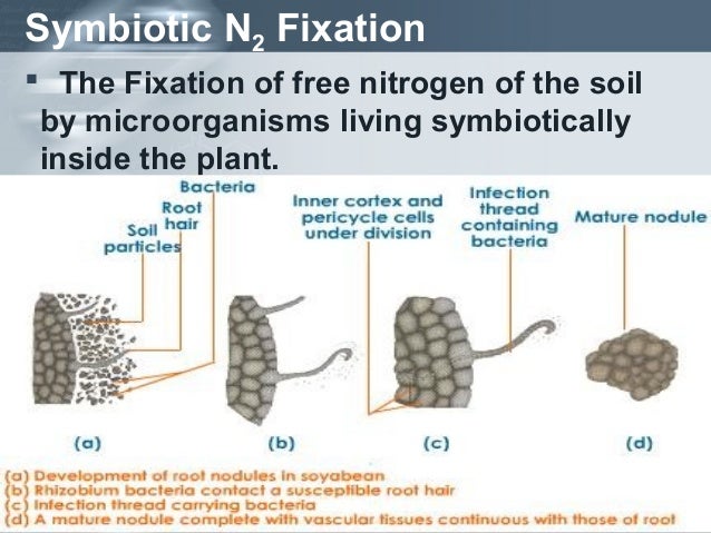 Image result for NITROGEN CYCLE IN PLANT PHYSIOLOGY