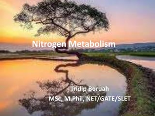 Nitrogen Metabolism
Tridip Boruah
MSc, M.Phil, NET/GATE/SLET
 