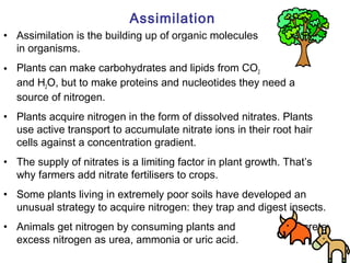 Nitrogen m pr | PPT