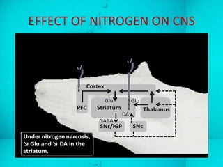 EFFECT OF NITROGEN ON CNS
 