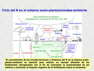 Ciclo del N en el sistema suelo-planta/animales-ambiente Mineralización Amonificación Inmovilización N de amonio N de nitrato N en la MO Absorción “ El conocimiento de las transformaciones y dinámica del N en el sistema suelo-planta-ambiente es esencial para realizar un manejo eficiente de los fertilizantes nitrogenados con el fin de maximizar la productividad de los cultivos y minimizar el impacto negativo de la fertilización sobre el ambiente.” Gases atmosféricos de nitrógeno: principalmente N 2  con trazas de NO, NO 2 , N 2 O y NH 3 Fijación por combustión Fijación eléctrica Fijación industrial Fertilizantes Abonos Alimentos Fijación biológica Algas y Actinomicetes Azospirillum Clostridium Azotobacter Rhizobium Residuos Exportado en productos Lavado Desnitrificación N 2 N 2 O NO Volatilización NH 3 Erosión 
