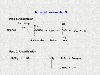 Paso 1. Amidización Paso 2. Amonificación Mineralización del N R-NH 2   +  H 2 O  NH 3   +  R-OH  +  Energía NH 4 +   +  OH - + Bact. Hong. H 2 O NH 2 H NH 2 NH 2 Aminoácidos Aminas Urea C-COOH R-NH 2 C=O Proteínas + + CO 2 E + 