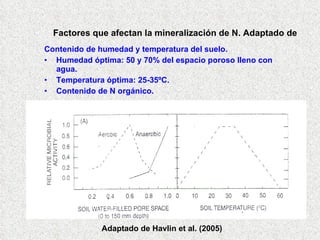 Factores que afectan la mineralización de N. Adaptado de Contenido de humedad y temperatura del suelo. Humedad óptima: 50 y 70% del espacio poroso lleno con agua. Temperatura óptima: 25-35ºC. Contenido de N orgánico. Adaptado de Havlin et al. (2005) 