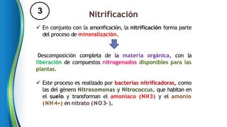 3 Nitrificación
 En conjunto con la amonificación, la nitrificación forma parte
del proceso de mineralización.
Descomposición completa de la materia orgánica, con la
liberación de compuestos nitrogenados disponibles para las
plantas.
 Este proceso es realizado por bacterias nitrificadoras, como
las del género Nitrosomonas y Nitrococcus, que habitan en
el suelo y transforman el amoníaco (NH3) y el amonio
(NH4+) en nitrato (NO3–).
 