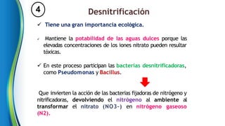 4 Desnitrificación
 Tiene una gran importancia ecológica.
 Mantiene la potabilidad de las aguas dulces porque las
elevadas concentraciones de los iones nitrato pueden resultar
tóxicas.
 En este proceso participan las bacterias desnitrificadoras,
como Pseudomonas y Bacillus.
Que invierten la acción de las bacterias fijadoras de nitrógeno y
nitrificadoras, devolviendo el nitrógeno al ambiente al
transformar el nitrato (NO3–) en nitrógeno gaseoso
(N2).
 