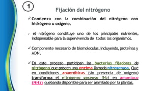 1
 Comienza con la combinación del nitrógeno con
hidrógeno u oxígeno.
 el nitrógeno constituye uno de los principales nutrientes,
indispensable para la supervivencia de todos los organismos.
 Componente necesario de biomoleculas,incluyendo,proteínas y
ADN.
 En este proceso participan las bacterias fijadoras de
nitrógeno que poseen una enzima llamada nitrogenasa. Que
en condiciones anaeróbicas (sin presencia de oxígeno)
transforma el nitrógeno gaseoso (N2) en amoníaco
(NH3) quebando disponible para ser asimilado por laplantas.
Fijación del nitrógeno
 