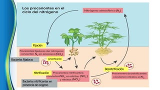 Bacterias fijadoras
Bacterias nitrificantes en
presencia de oxígeno
Fijación
Nitrificación
Desnitrificación
Amonificación
 