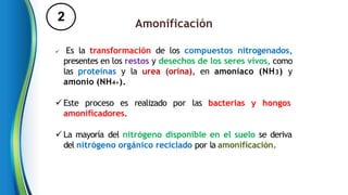 2 Amonificación
 Es la transformación de los compuestos nitrogenados,
presentes en los restos y desechos de los seres vivos, como
las proteínas y la urea (orina), en amoníaco (NH3) y
amonio (NH4+).
 Este proceso es realizado por las bacterias y hongos
amonificadores.
 La mayoría del nitrógeno disponible en el suelo se deriva
del nitrógeno orgánico reciclado por la amonificación.
 